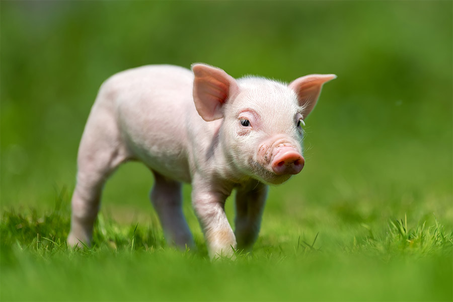 CASA SYSTEMS - ANIMAL ASSISTED REPRODUCTION (2) SQS2 Seminal Quality System