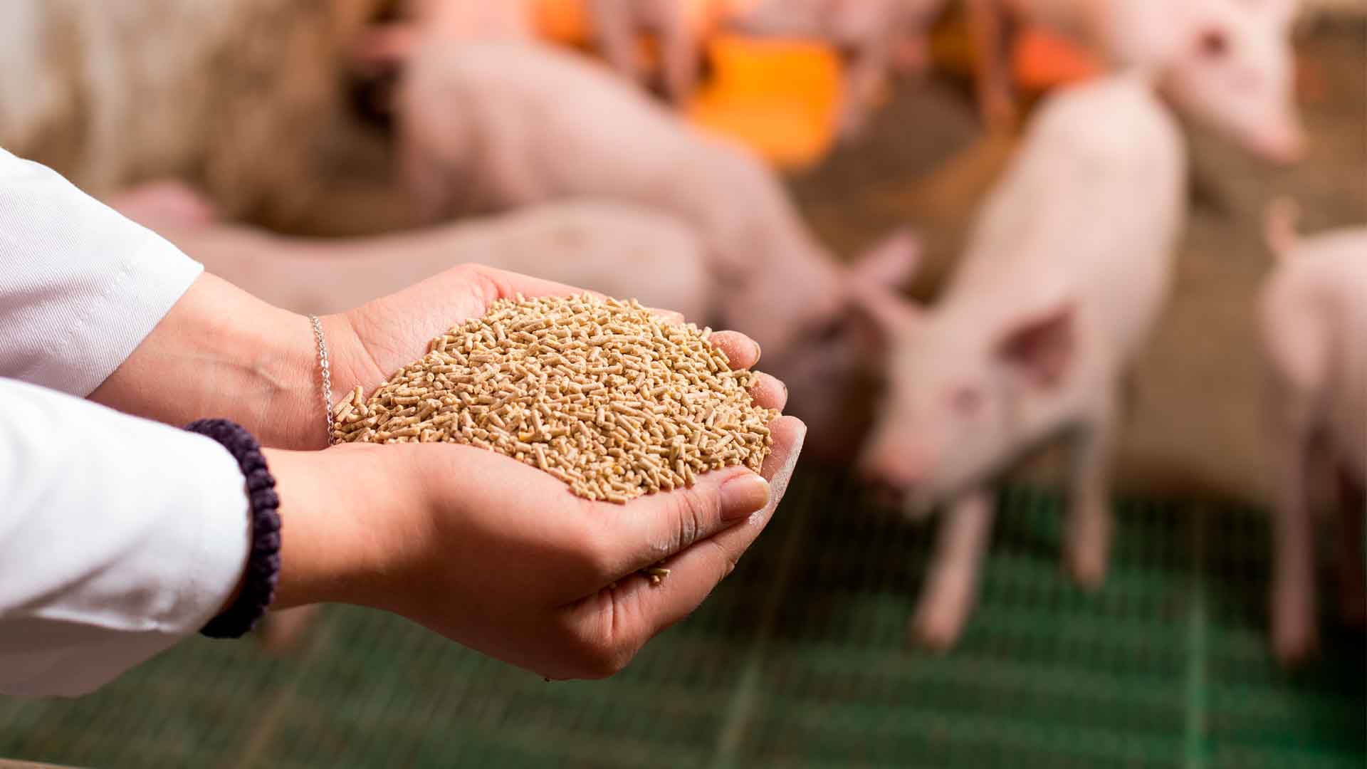 Yucca liquid manufacturer Yucca liquid manufacturer